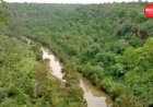 MP में माइनिंग और इंफ्रास्ट्रक्चर से घटा 371 वर्ग किमी जंगल, देश में सबसे ज्यादा वन क्षेत्र खोने वाला राज्य बना मध्य प्रदेश