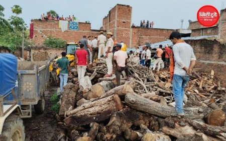 जबलपुर में अवैध आरा मशीन पर वन विभाग की बड़ी कार्रवाई, गौर में छापा; लाखों की लकड़ी जब्त, टाल सील