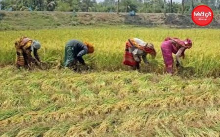 MP में किसान खूब उगा रहा फसल, लेकिन कमाई में पिछड़ रहा; आय के मामले में 22वें पायदान पर प्रदेश
