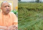 गोरखपुर में किसानों के खातों में ट्रांसफर हुई राशि, फसल नुकसान की भरपाई के लिए सरकार ने जारी किया कृषि निवेश अनुदान