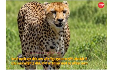 देश में पहली बार चीते, बाघ-तेंदुए के साथ रहेंगे:सागर के वीरांगना दुर्गावती टाइगर रिजर्व में CM छोड़ेंगे 2 चीते; तीनों के शिकार का तरीका अलग