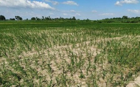 रायसेन में 300 मिमी कम बारिश से खेती पर संकट, सूखने लगी धान की फसल; गेहूं का रकबा 71 हजार हेक्टेयर घटाने की तैयारी